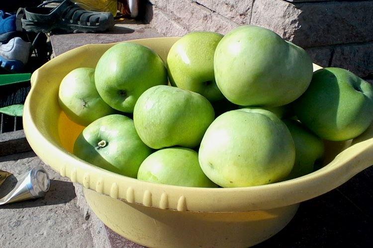 Описание и характеристики сорта - Колоновидная яблоня Президент