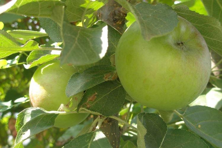 Обрезка - Уход за колоновидной яблоней Президент