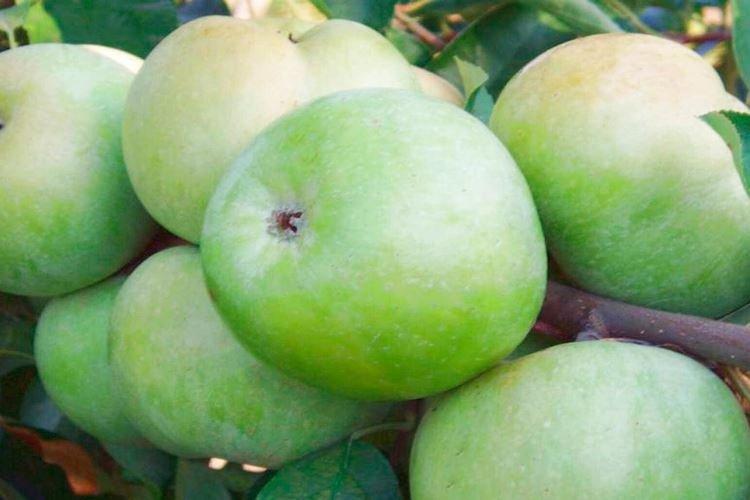 Зимовка - Уход за колоновидной яблоней Президент