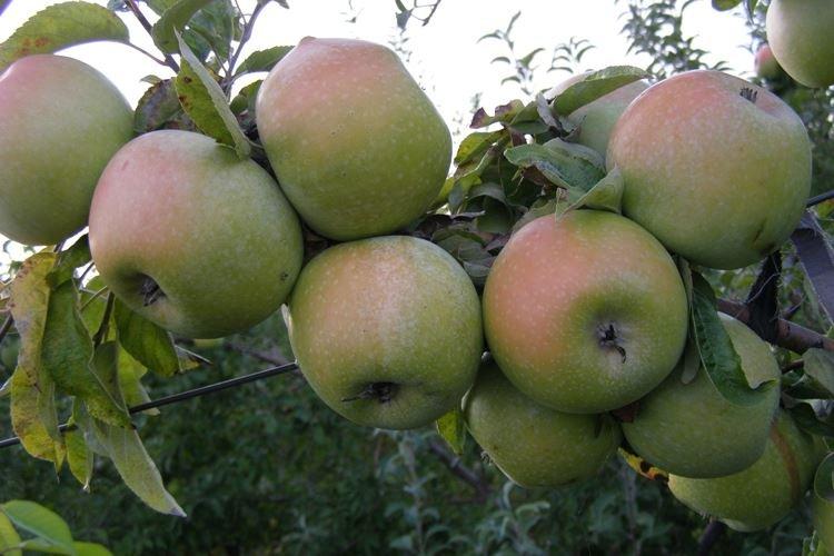 Болезни и вредители - Колоновидная яблоня Президент