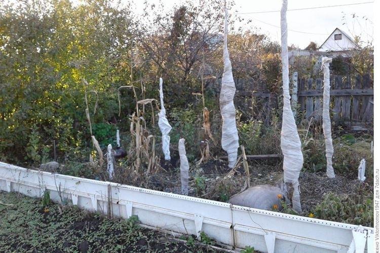 Зимовка - Уход за колоновидной яблоней