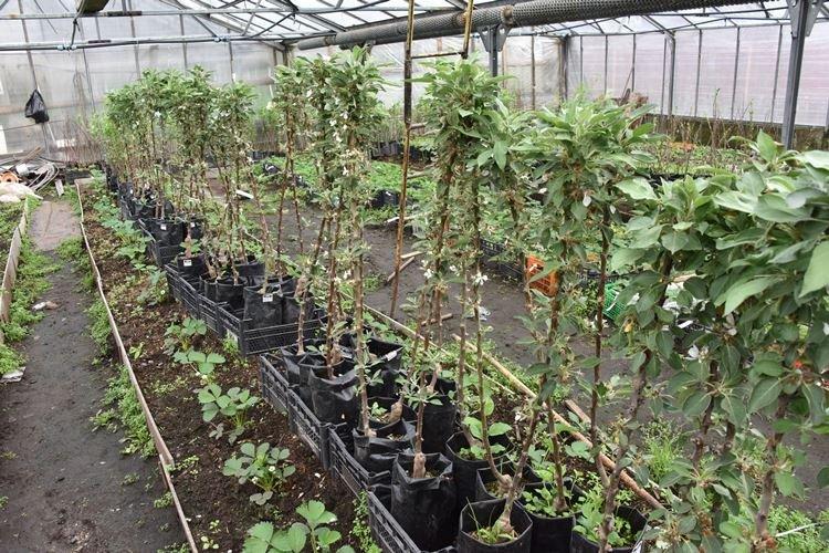 Посадка колоновидной яблони