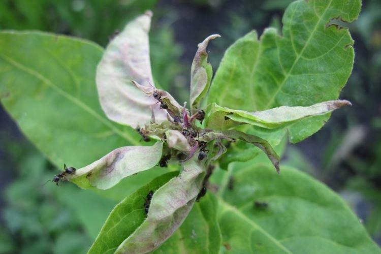 Болезни и вредители колоновидной яблони - как бороться