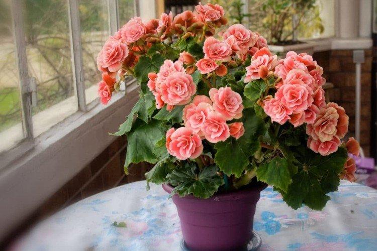 Выбор места и освещение - Комнатная бегония уход в домашних условиях