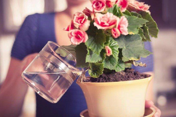 Полив и опрыскивание - Комнатная бегония уход в домашних условиях