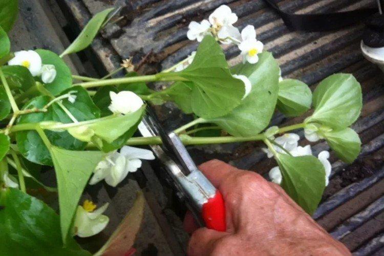 Обрезка - Комнатная бегония уход в домашних условиях