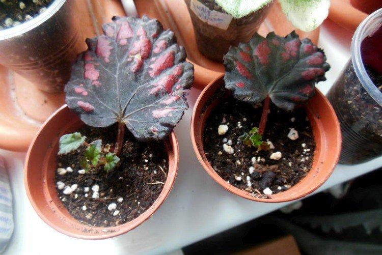 Способы размножения - Комнатная бегония уход в домашних условиях