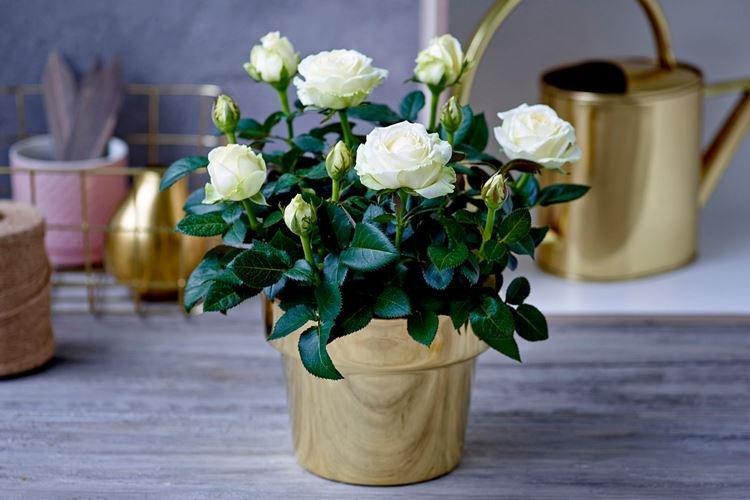 Общая информация - Комнатная роза