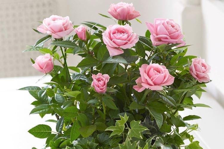 Комнатные розы Party