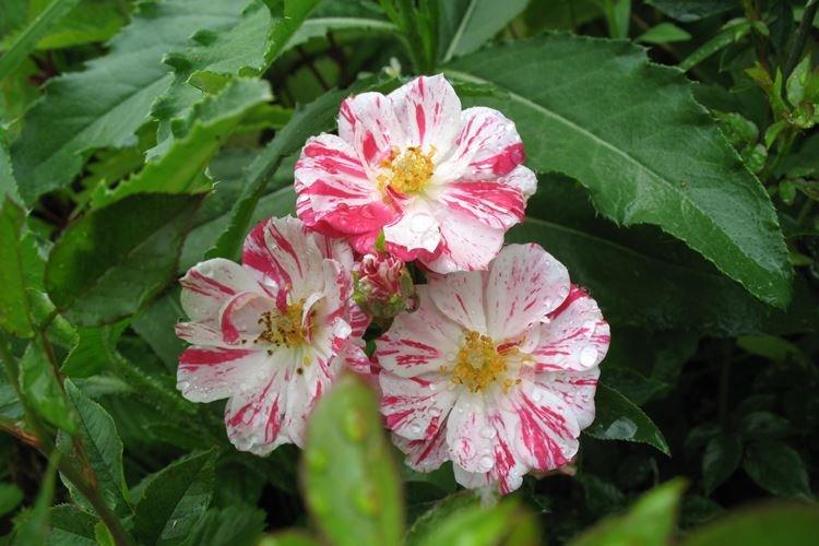 Комнатные розы Stars and Stripes