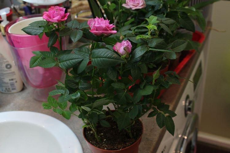 Полив - Уход за комнатными розами