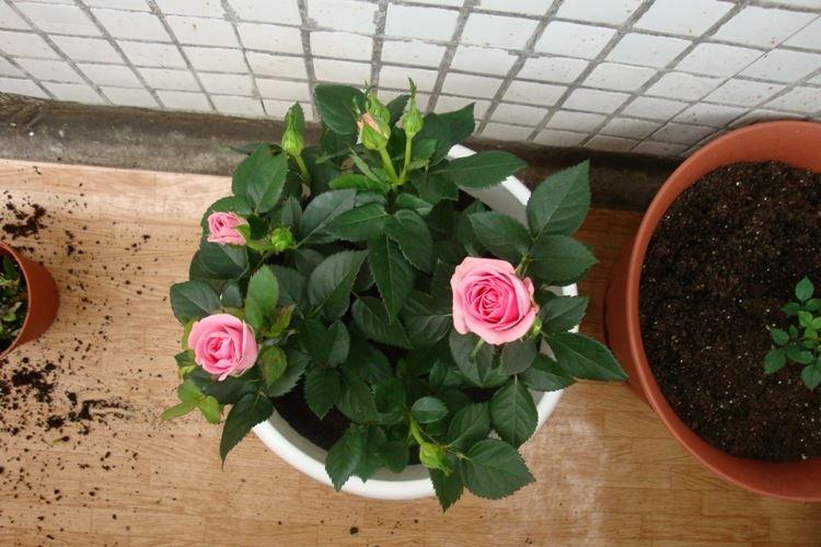 Пересадка и размножение - Уход за комнатными розами