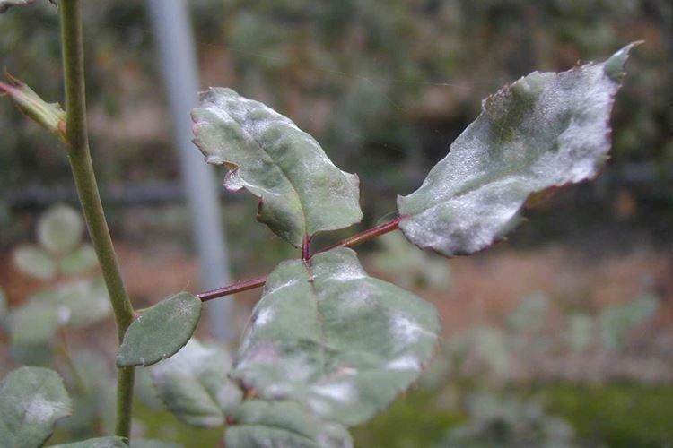 Борьба с вредителями и болезнями - Комнатная роза