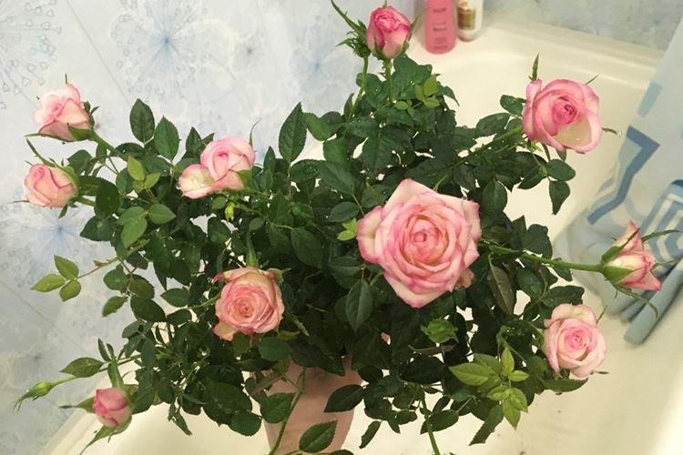 Комнатная роза - фото