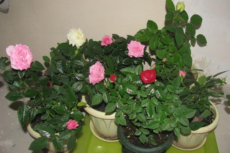 Комнатная роза - фото