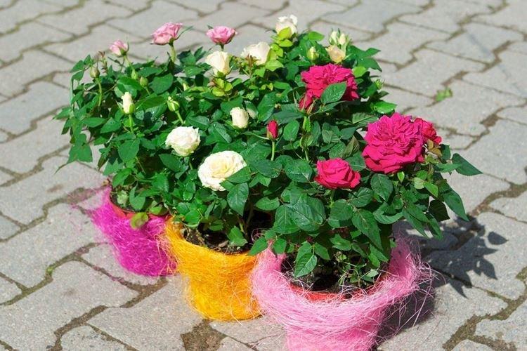 Комнатная роза - фото