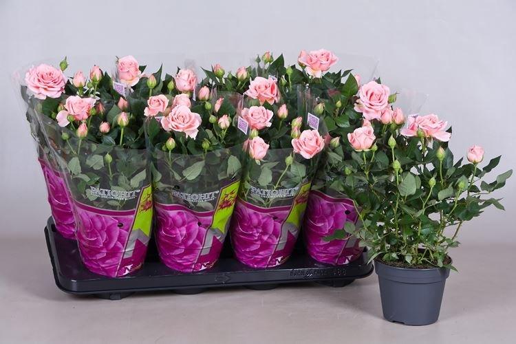 Комнатная роза - фото