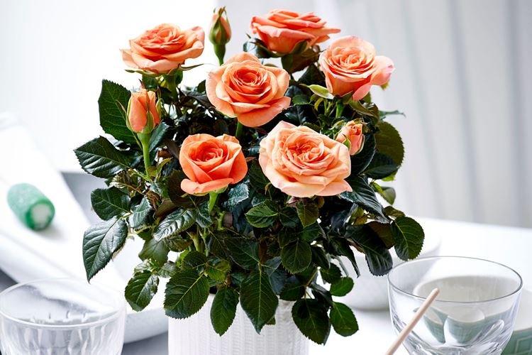 Комнатная роза - фото