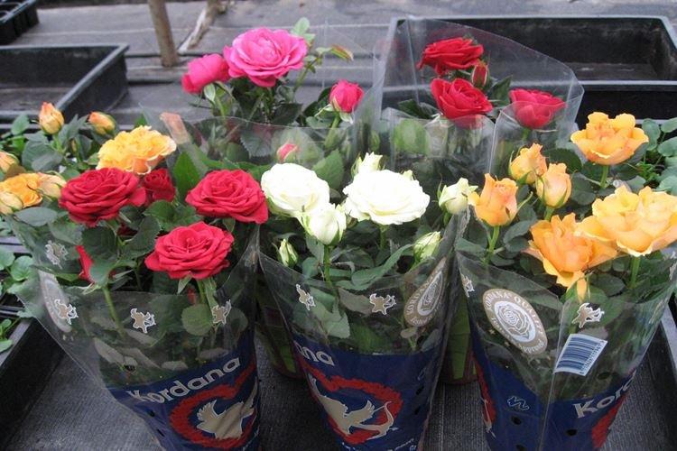 Комнатная роза - фото