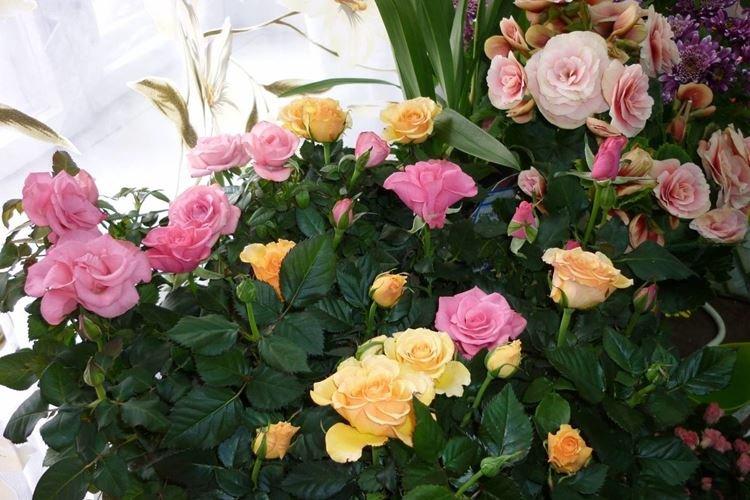 Комнатная роза - фото