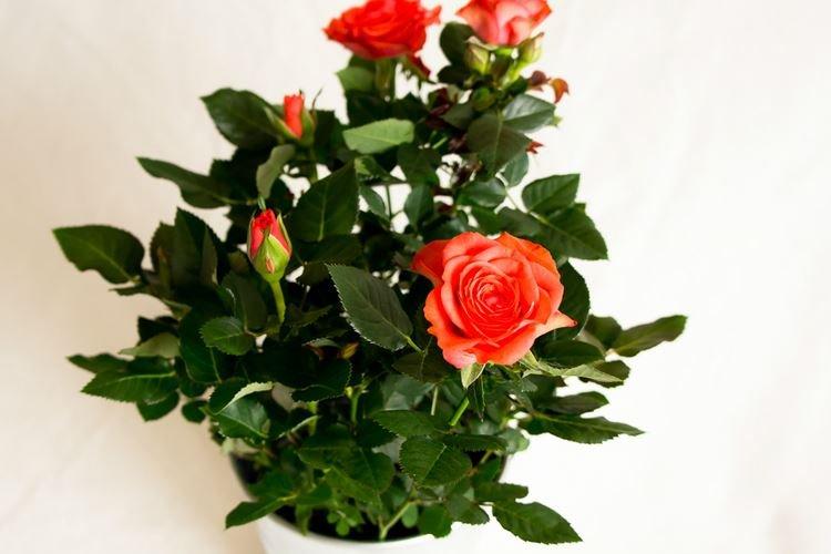 Комнатная роза - фото