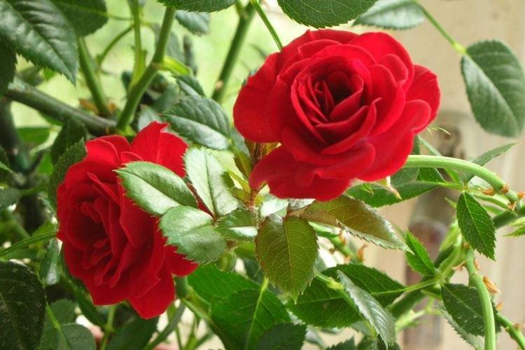 Комнатная роза - фото