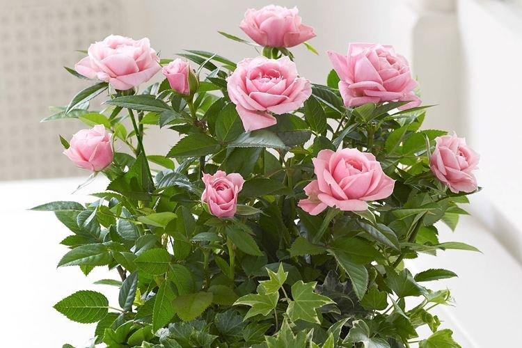 Комнатная роза - фото