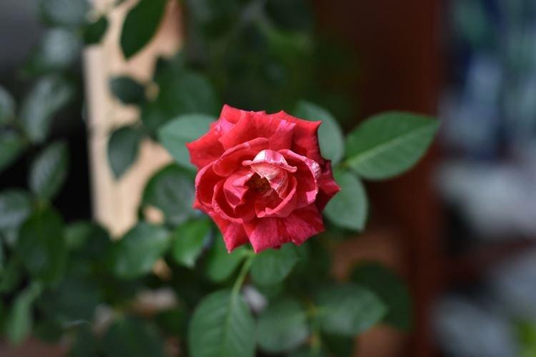 Комнатная роза - фото