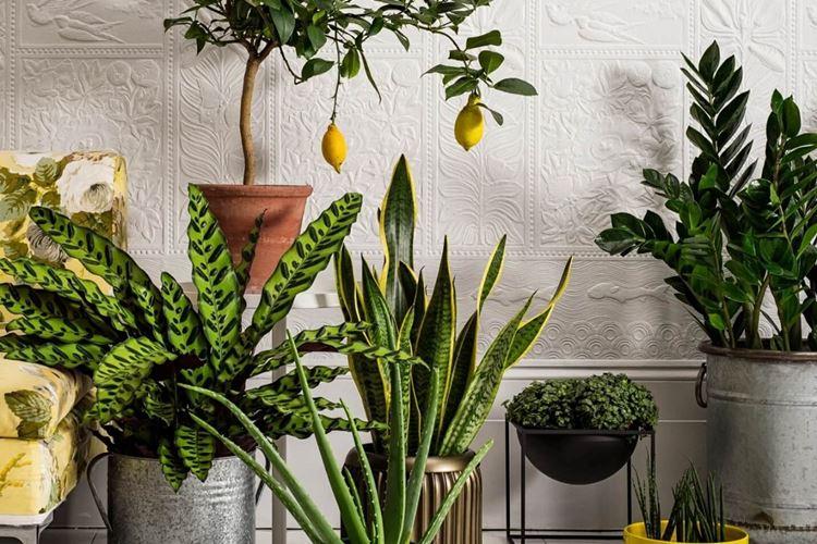 Комнатные цветы: фото и названия (каталог)