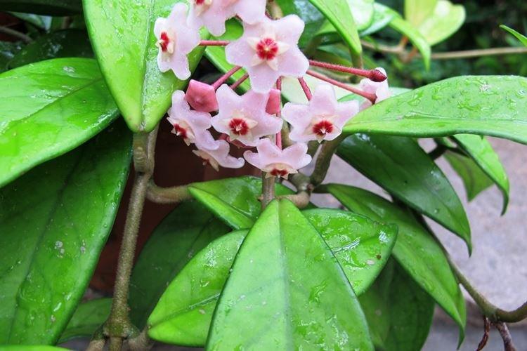 Восковой плющ Хойя - Вьющиеся комнатные цветы