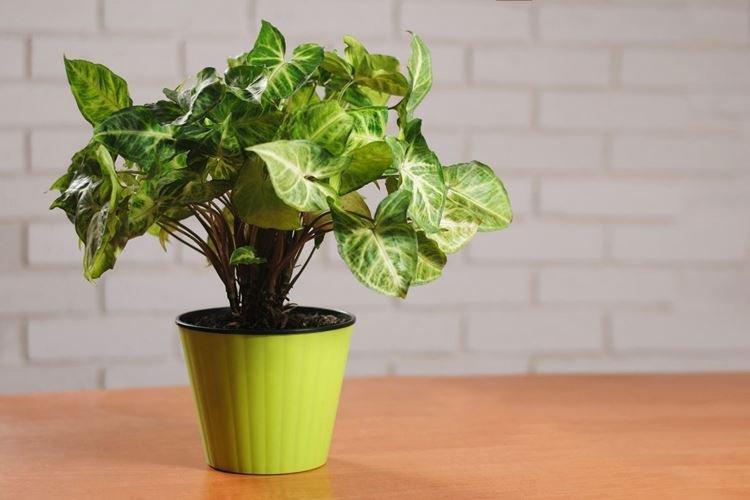 Сингониум - Вьющиеся комнатные цветы