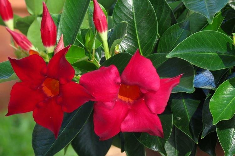 Дипладения - Вьющиеся комнатные цветы