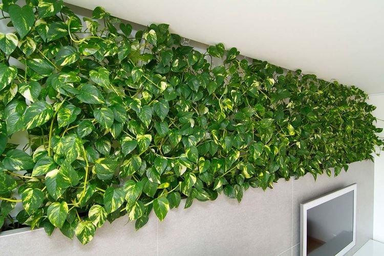 Сциндапсус - Комнатные цветы, устойчивые к засухе