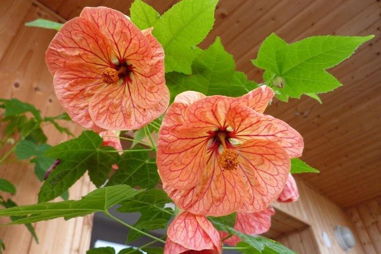 Абутилон - Комнатные цветы, цветущие круглый год