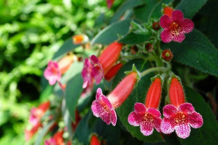 Колерия - Комнатные цветы, цветущие круглый год