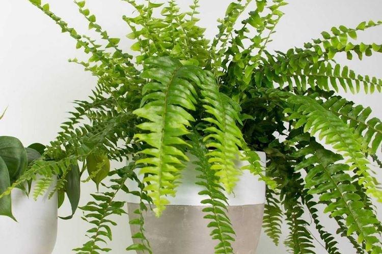 Нефролепис - Комнатные цветы для ванной