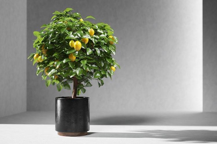 Лимонное дерево - Комнатные цветы для детей