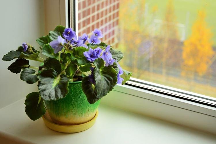 Фиалка - Комнатные цветы для детей