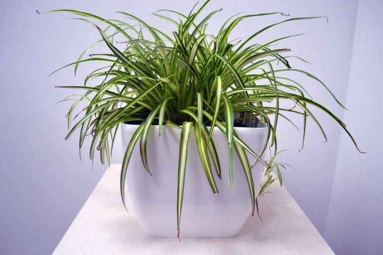 Хлорофитум - Комнатные цветы которые должны быть в каждом доме