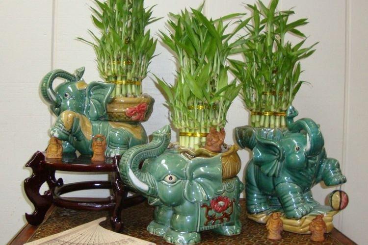 Бамбук - Комнатные цветы которые должны быть в каждом доме