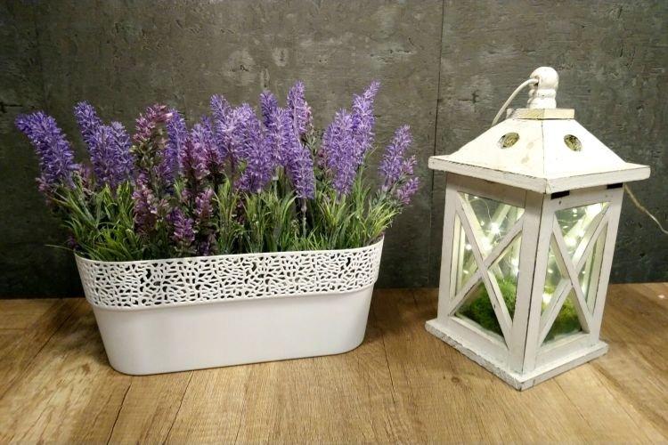 Лаванда - Комнатные цветы которые должны быть в каждом доме