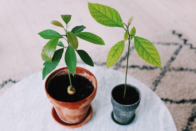 Авокадо - Комнатные цветы которые должны быть в каждом доме