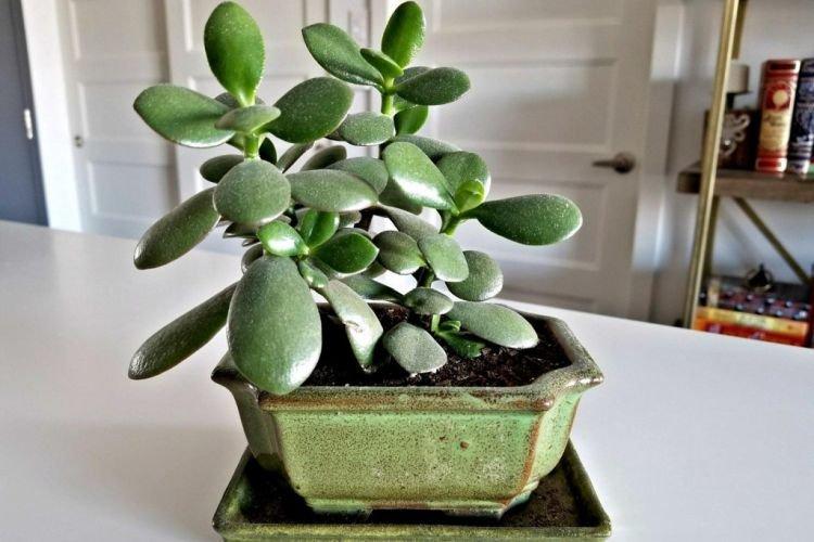 Толстянка - Самые неприхотливые комнатные растения