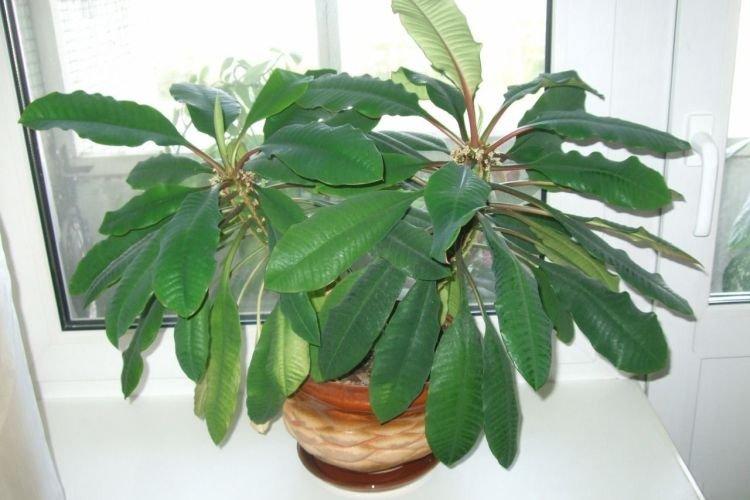 Молочай - Самые неприхотливые комнатные растения