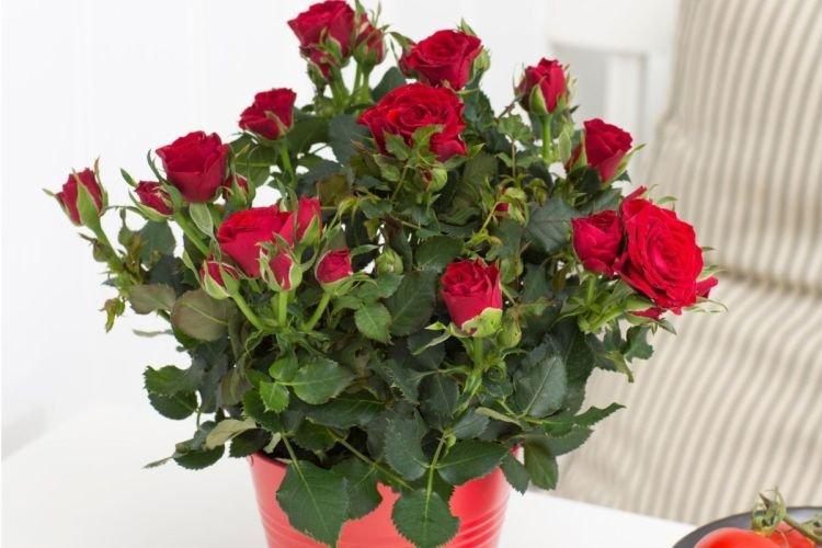 Комнатная роза - Комнатные растения цветущие круглый год