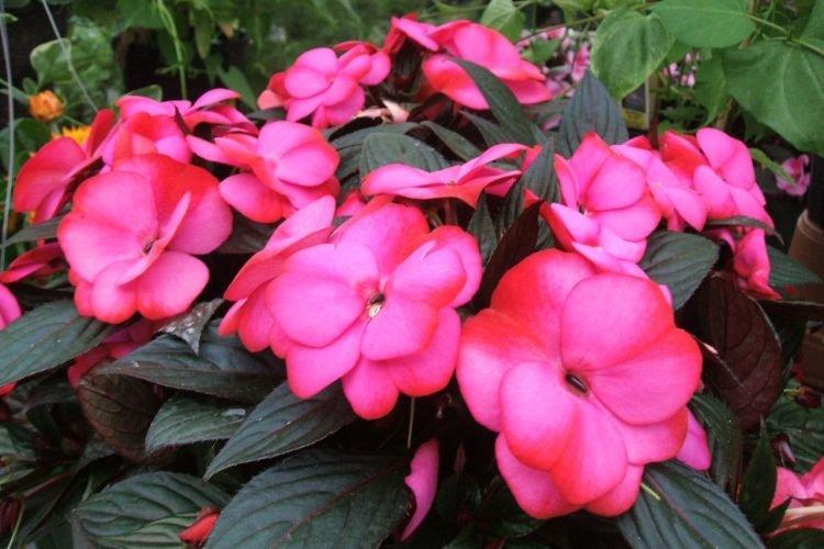 Бальзамин - Комнатные растения цветущие круглый год