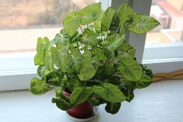 Сингониум - Вьющиеся комнатные растения