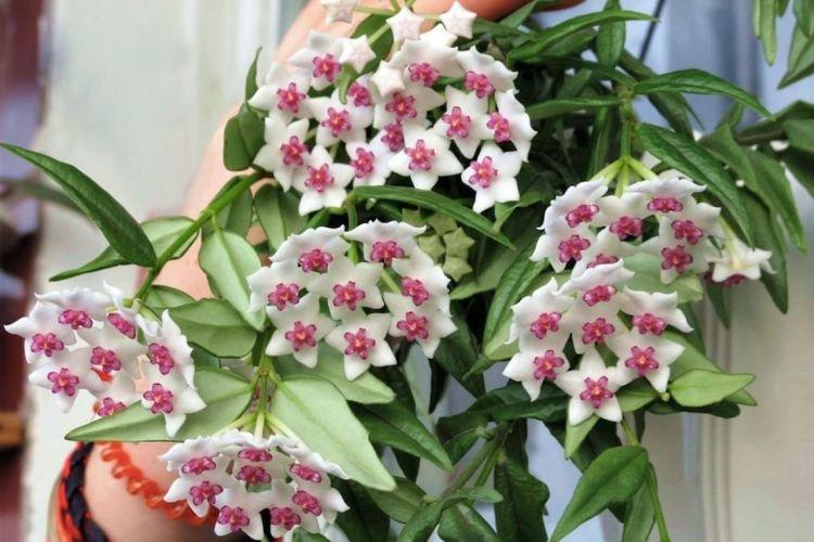 Хойя - Вьющиеся комнатные растения