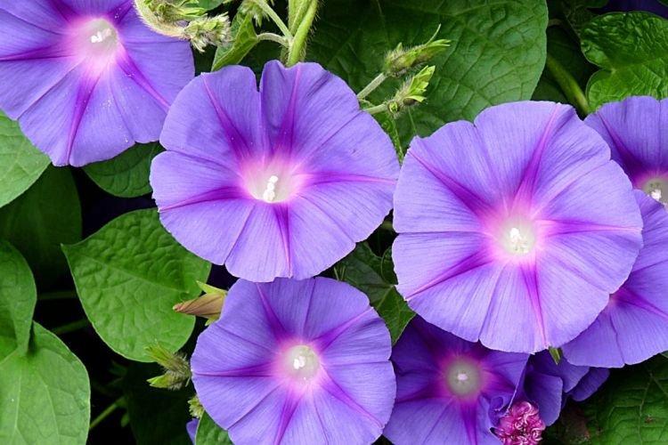 Ипомея - Вьющиеся комнатные растения