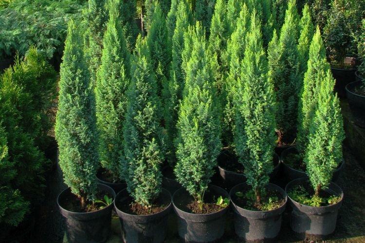 Кипарисовик - Комнатные растения для детей